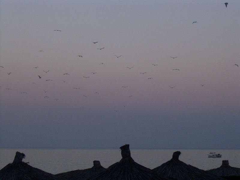 beach birds