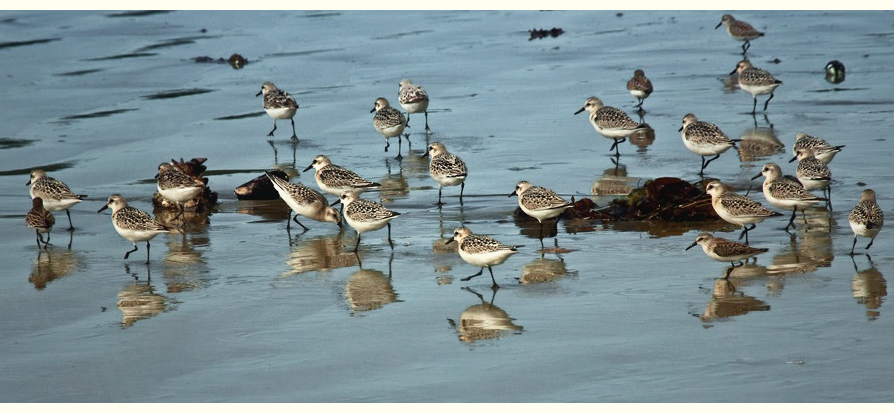 beach birds