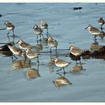 beach birds