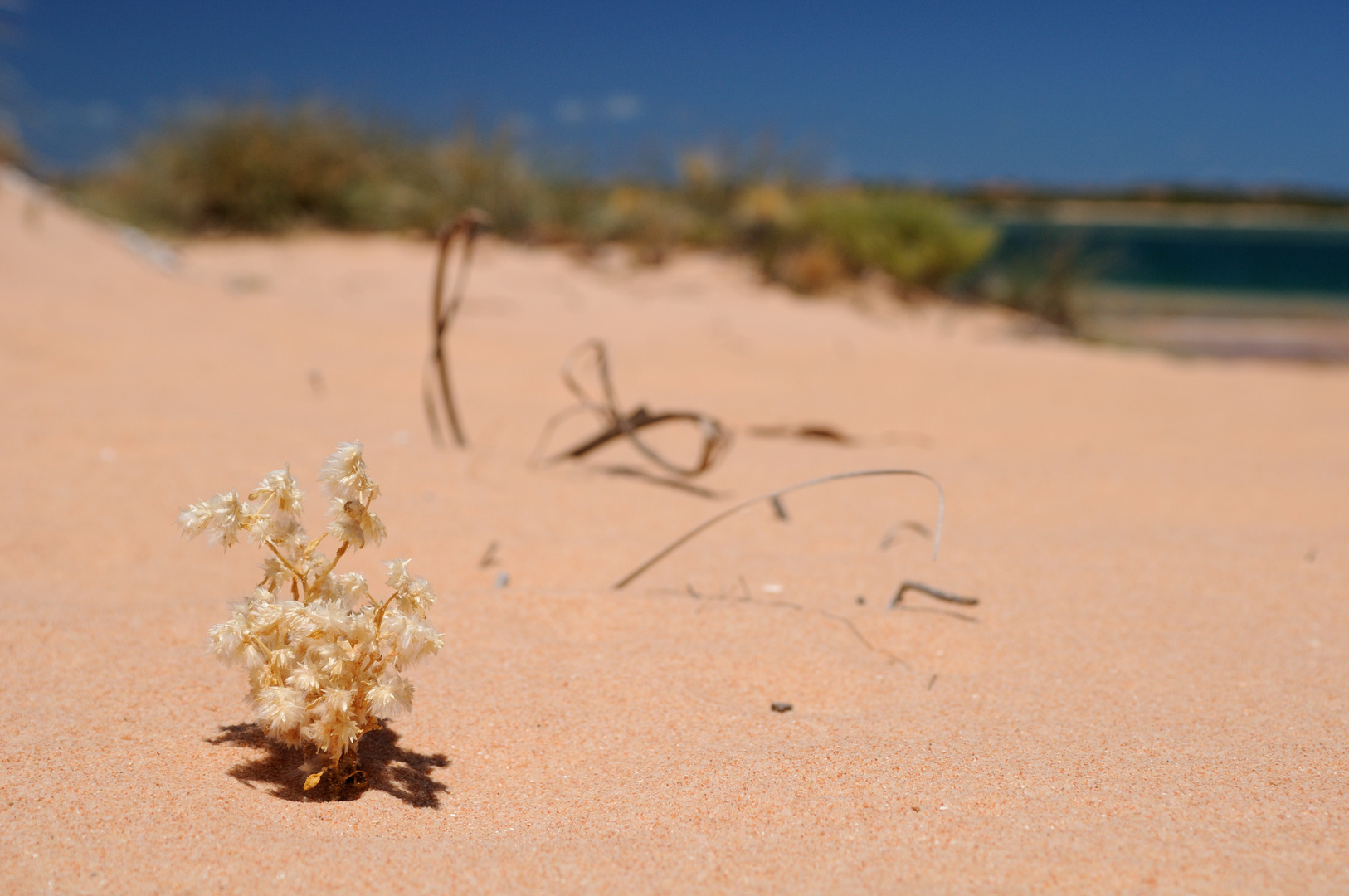 Beach Blossom