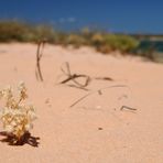 Beach Blossom