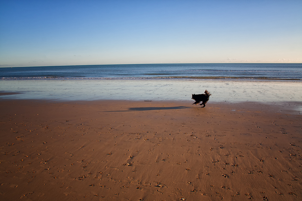 Beach Boy