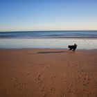 Beach Boy