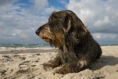 Beach-Boy