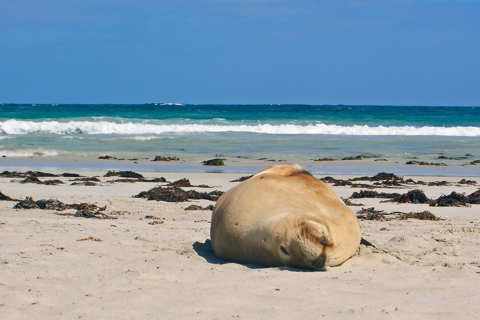 Beach Boy