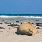 Beach Boy