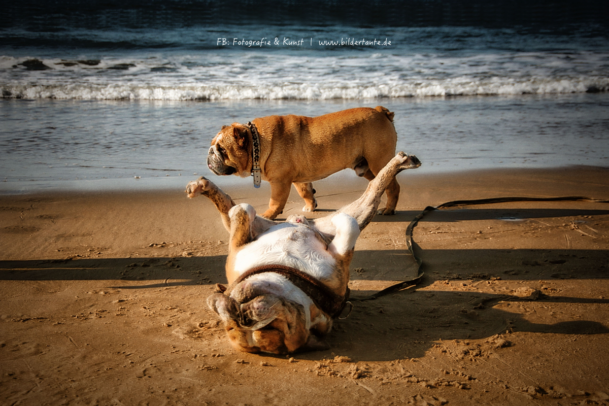 Beach-Boys...