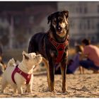 Beach Buddies