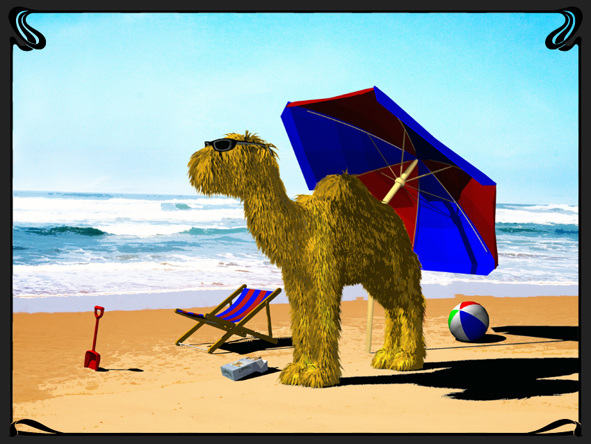 Beach Camel ...