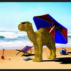 Beach Camel ...