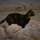 Beach Cat 