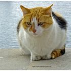 Beach CAT