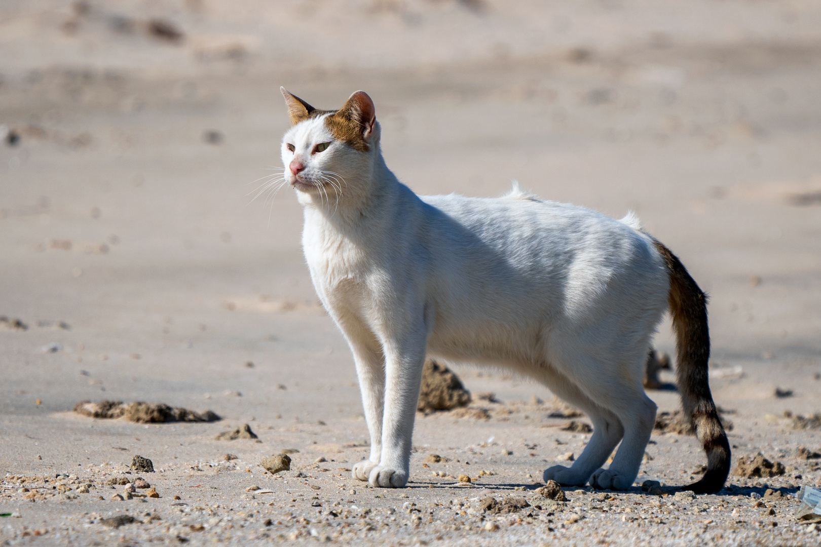 Beach cat 