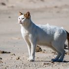 Beach cat 