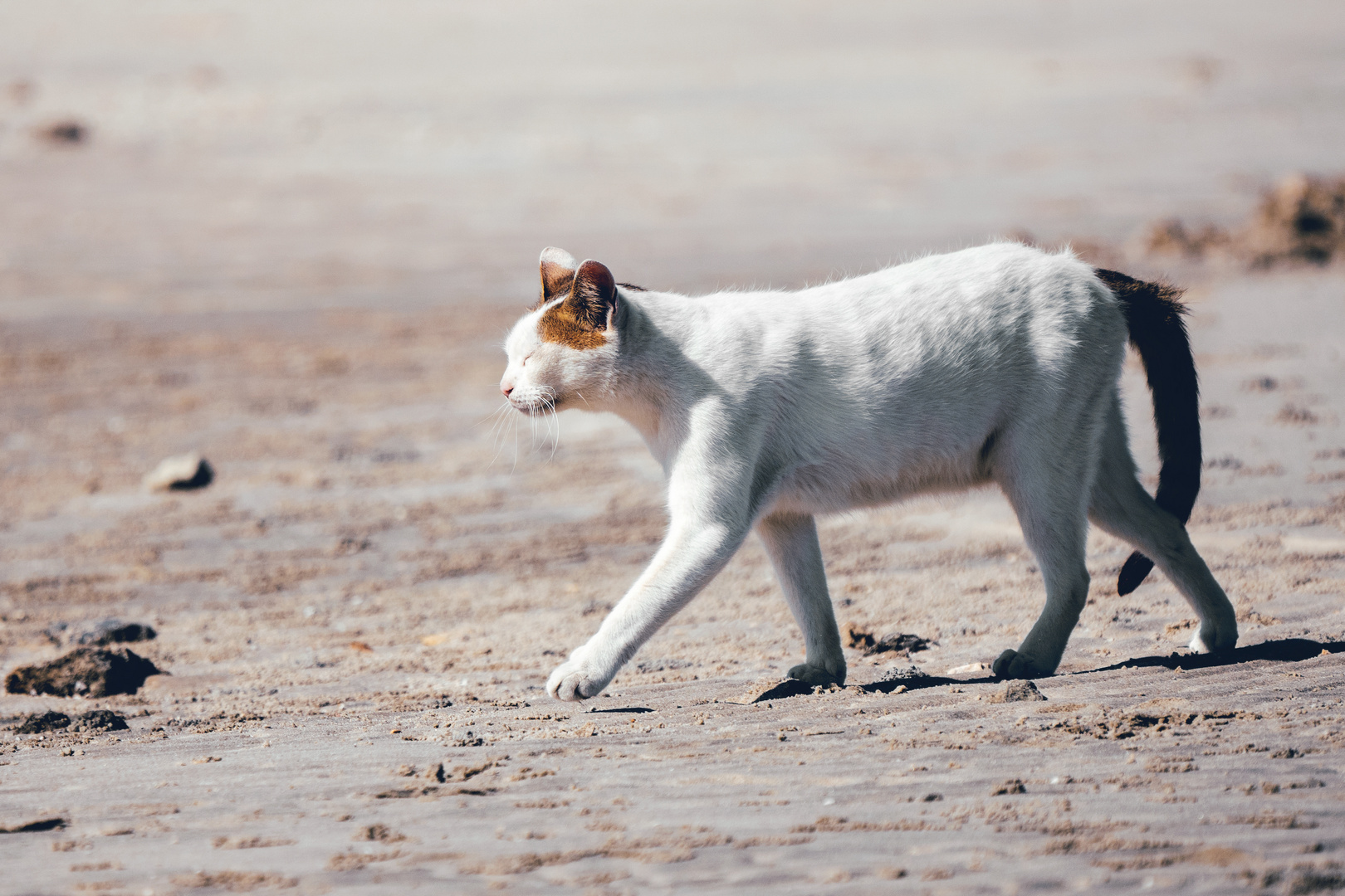 Beach cat 