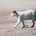 Beach cat 