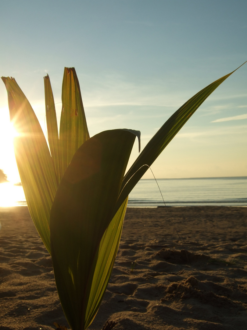 Beach Coconut