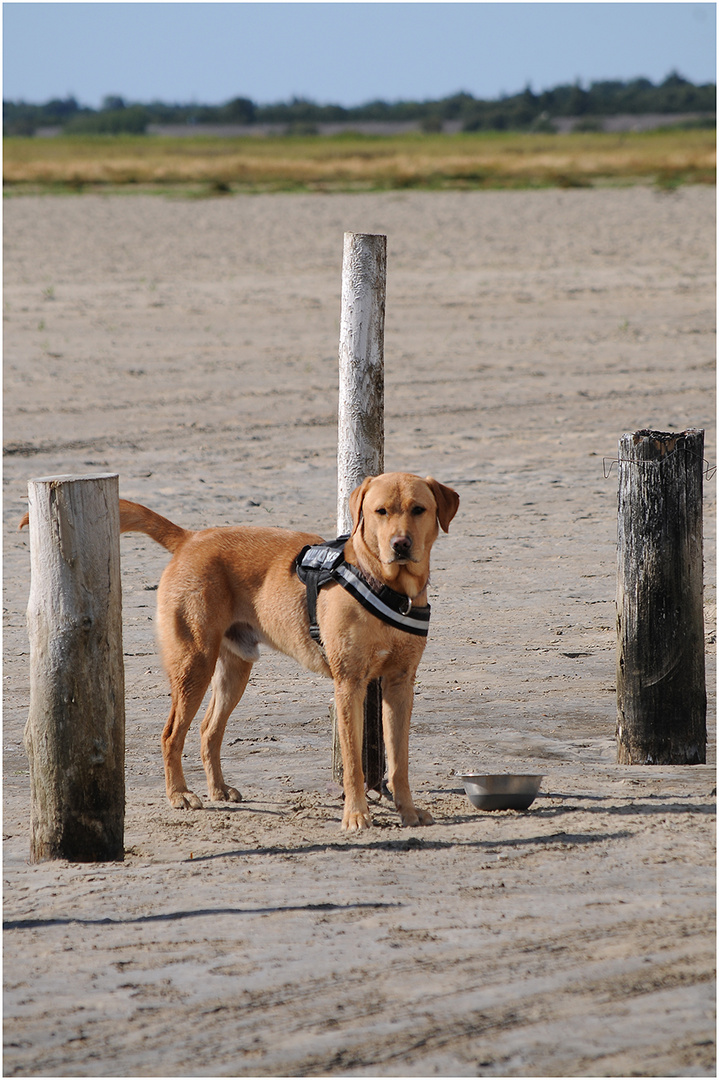 ~* Beach Dog *~