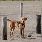 ~* Beach Dog *~