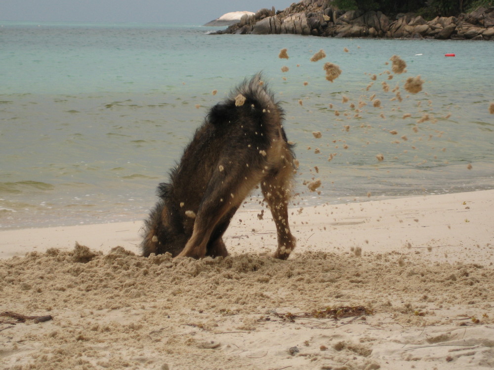 Beach Dog