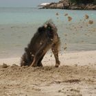 Beach Dog