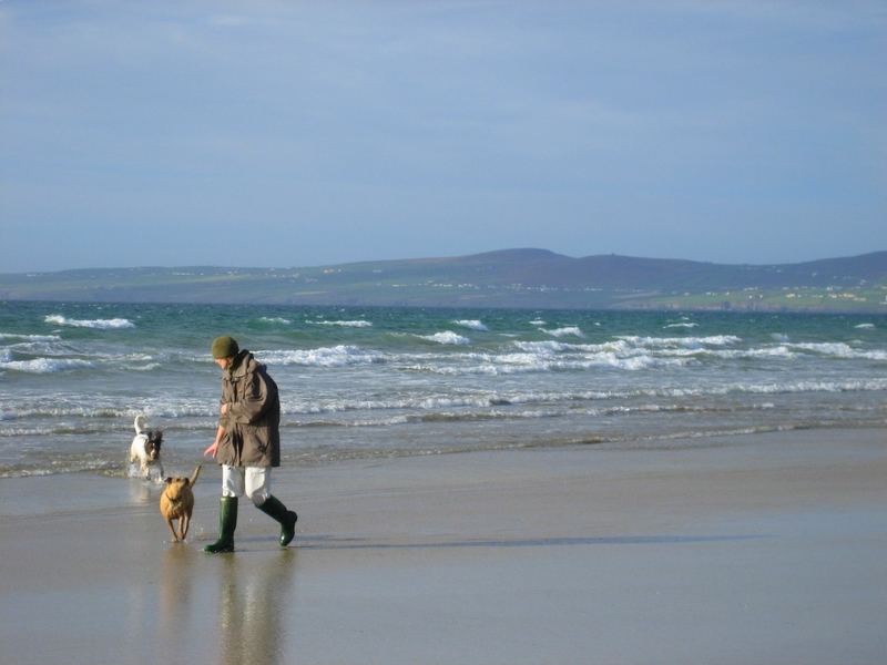 Beach . / . Dogs