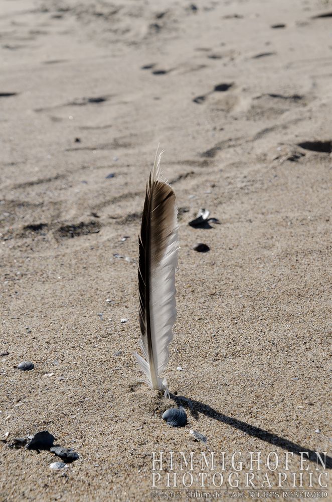 Beach Feather