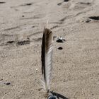 Beach Feather