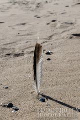 Beach Feather