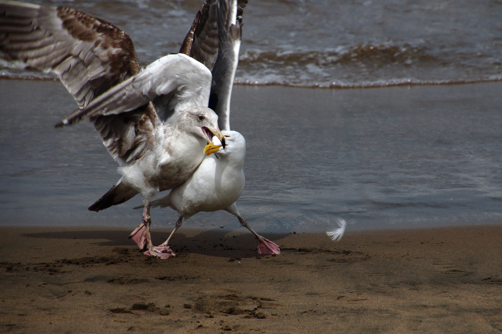 beach fight