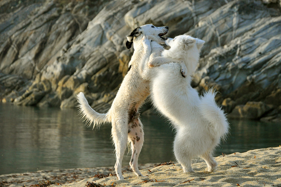 Beach game