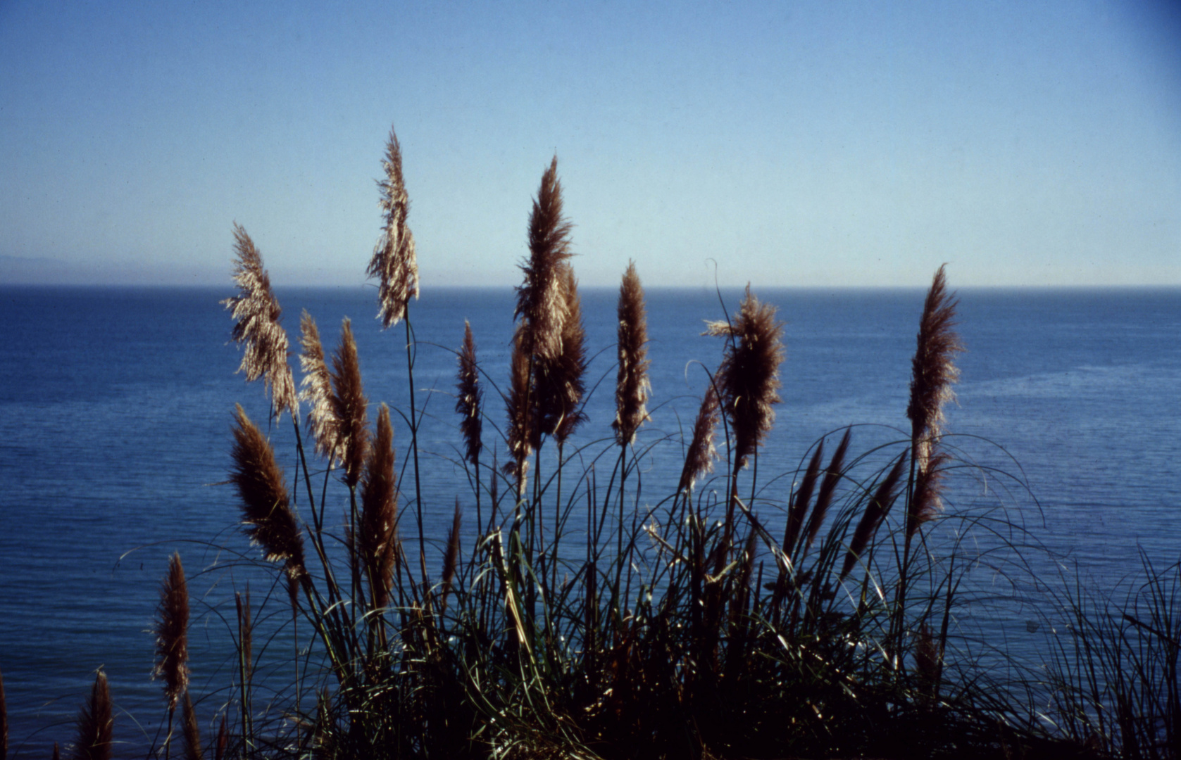 Beach Grass