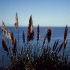 Beach Grass