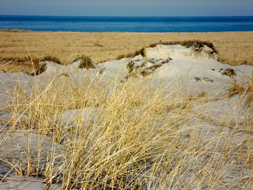 Beach grass in the dunes