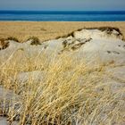 Beach grass in the dunes