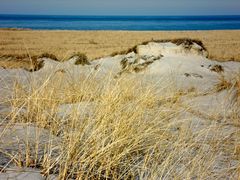 Beach grass in the dunes