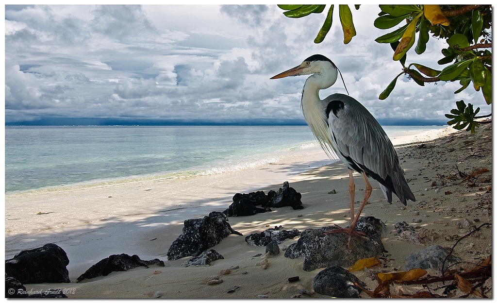 beach guard