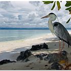 beach guard