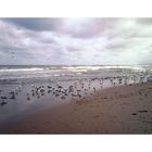 Beach (Hoek van Holland)