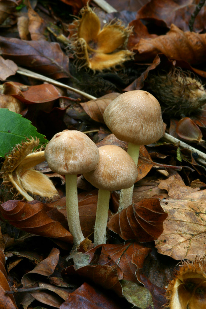 Beach husks and shrooms