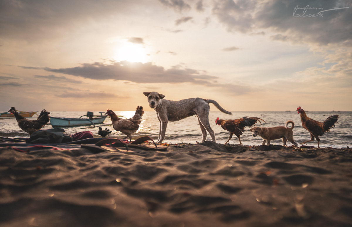 Beach Invaders ~ Coronasia 2020