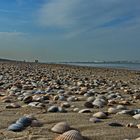 Beach Life