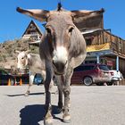 BEACH OF BURROS