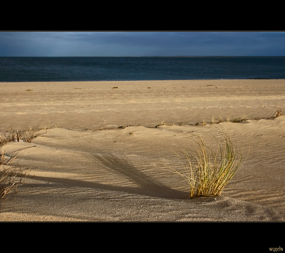 Beach of Gold