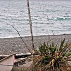 beach of kaikoura