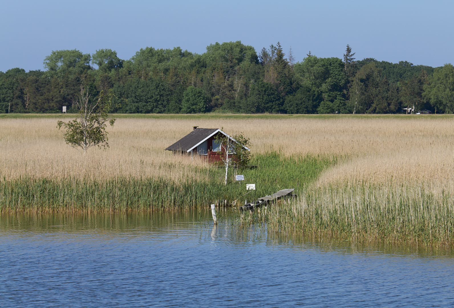 Beach of Zingst with Reed