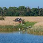 Beach of Zingst with Reed