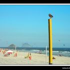 "Beach Owl" / Series: Life in Rio.