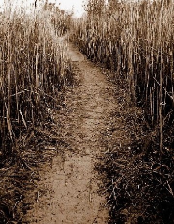 Beach Path