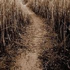 Beach Path